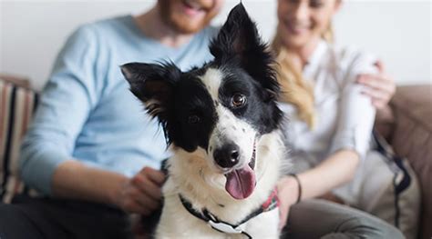 Unlocking Happiness: The Surprising Benefits of Having a Canine Companion