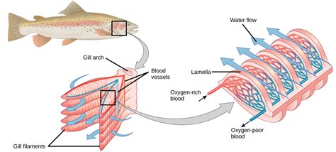 Unlocking the Ancient: Tracing the Origins of Gills and Lungs