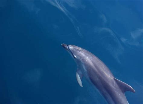 Unlocking the Depths: Decoding the Significance of Dreams Involving Dolphin Murder