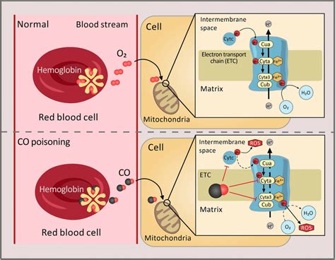 Unlocking the Profound Significance of Consuming Caprine Hemoglobin in Oneiric Experiences