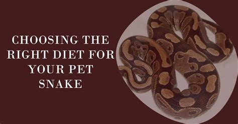 Unlocking the Secrets of the Snake Diet: Nourishing Your Slithering Companion