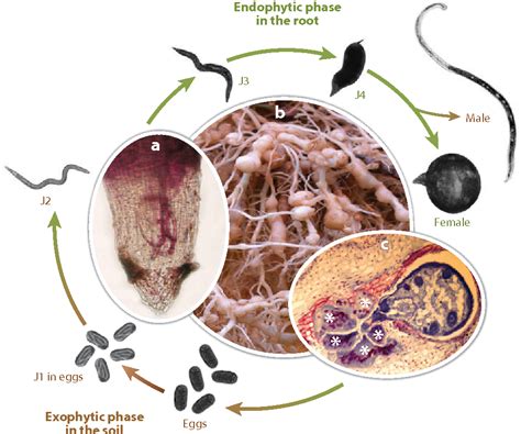 Unlocking the Significance: Practical Tips for Decoding and Applying the Insights of Minuscule Nematodes in Daily Life