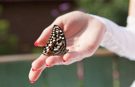 Unlocking the Significance of a Butterfly's Demise in Dreamscapes