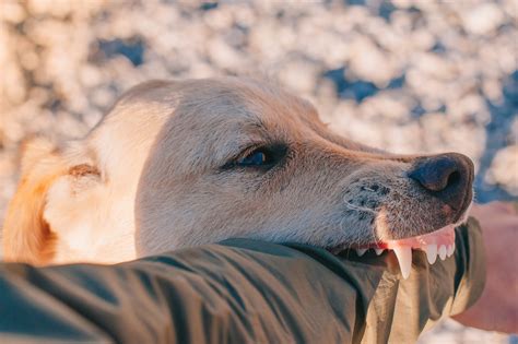 Unlocking the Symbolic Significance of Dreaming about a Dark Canine