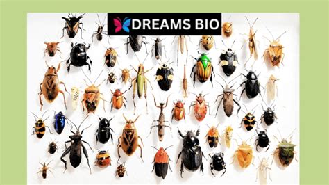 Unlocking the Symbolic Significance of Insects Encountered Internally in One's Dreams