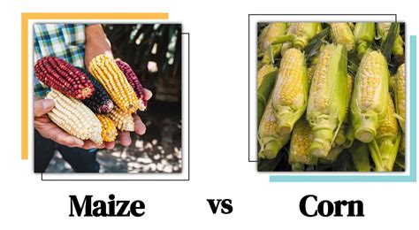 Unraveling the Enigma of the Brilliant Hues in Maize Cobs