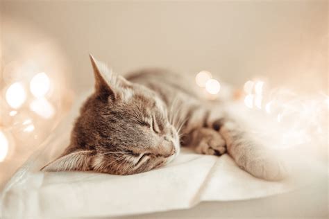 Unraveling the Enigmatic Behavior of Feline Vocalizations During Slumber