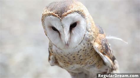 Unraveling the Enigmatic Explanations of Owl's Nips in Dreams