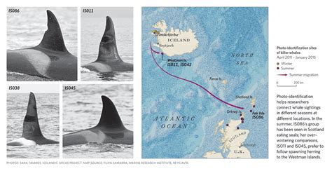 Unraveling the Enigmatic Migration Patterns of Orcas