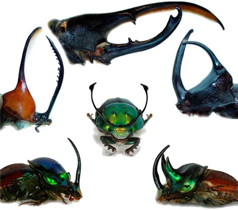 Unraveling the Evolutionary Purpose of Horn Beetle Dreaming