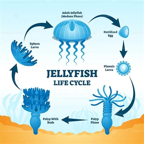 Unraveling the Fascinating Life Cycle of Jellyfish