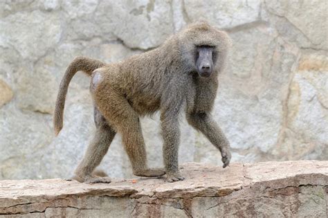 Unraveling the Hidden Meanings of a Baboon's Pursuit in Dreams