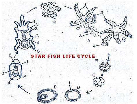 Unraveling the Intriguing Life Cycle of Petite Starfish