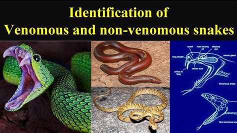 Unraveling the Link between Fear and Visions of the Venomous Serpent