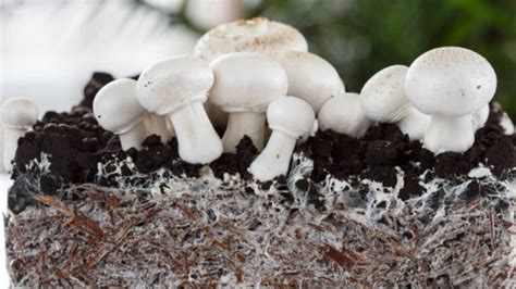 Unraveling the Mystery of Fungus