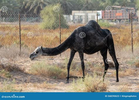 Unraveling the Profound Psychological Significance of the Ebony Dromedary