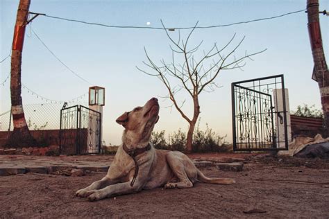 Unraveling the Psychological Interpretations of Striking a Canine in an Automotive Dream