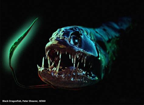 Unraveling the Remarkable Adaptations and Abilities of Enchanting Dragon Fish