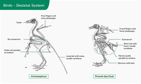 Unraveling the Secrets: Deciphering Clues about Evolutionary History through Birds' Skeletal Structure