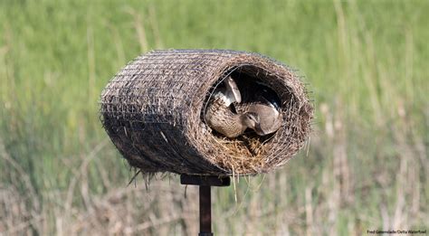 Unraveling the Significance of a Chamber Overflowing with Waterfowl