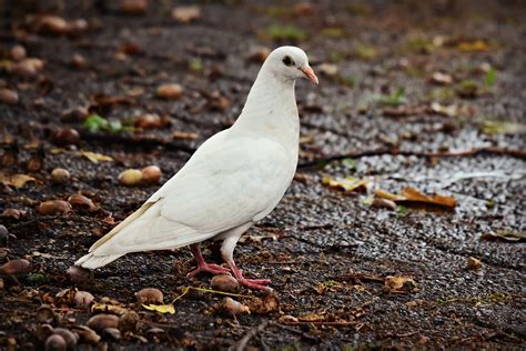 Unraveling the Spiritual Significance of a Frail Pigeon Vision