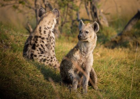 Unraveling the Symbolism: Potential Insights into Pursuing a Hyena