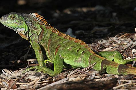 Unraveling the Symbolism: The Iguana as a Representation of Power and Control