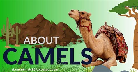 Untamed Beauty: Revealing the Unique Adaptations and Behaviors of the Majestic Camel