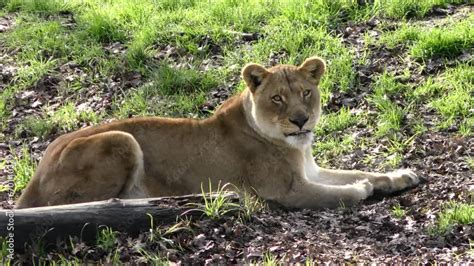 Untamed Majesty: Lions in the Wild