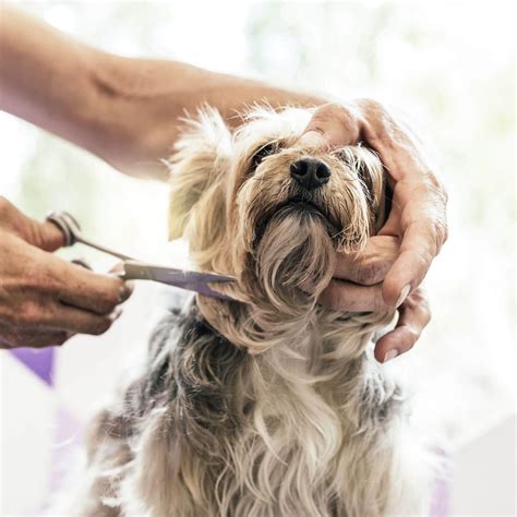 Unveiling the Advantages of Proper Canine Grooming