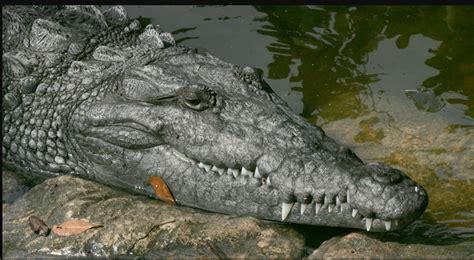 Unveiling the Concealed Meanings: Decoding the Symbolic Significance of Crocodiles in Dream Interpretation