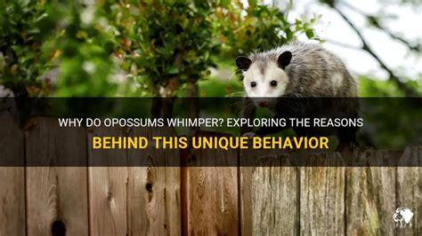 Unveiling the Cryptic Messages: Exploring the Symbolism Behind the Removal of Opossums