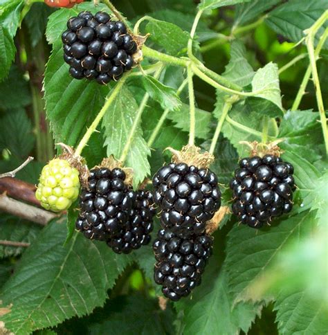 Unveiling the Deeper Significance: Exploring the Role of Blackberry Bushes in Dream Psychology