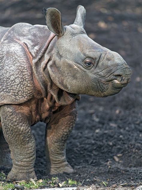 Unveiling the Elusive Nature of Young Rhinoceros