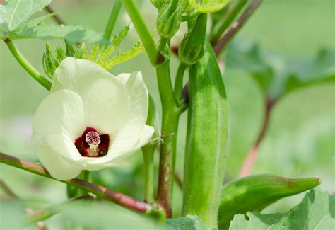 Unveiling the Emotional Significance of Consuming Okra in Dreams