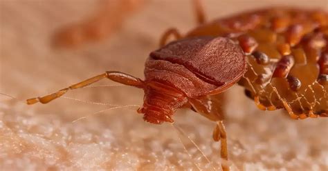 Unveiling the Emotional Significance of Dreaming About Deceased Bedbugs