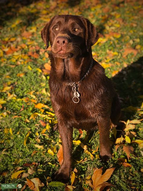 Unveiling the Enchantment of Chocolate Labradors