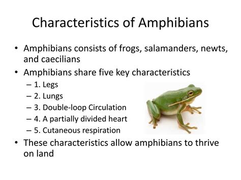 Unveiling the Enigma: Key Facts about Majestic Amphibians