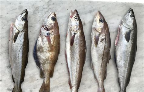 Unveiling the Enigma of Sourcing the Freshest Fish