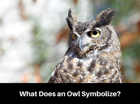 Unveiling the Enigmas of the Stately Ebony Owl: Significance and Interpreting Across Cultures