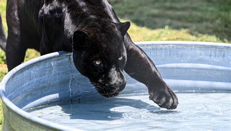 Unveiling the Enigmatic Melanistic Panther: An In-Depth Exploration of its Characteristics and Behaviors