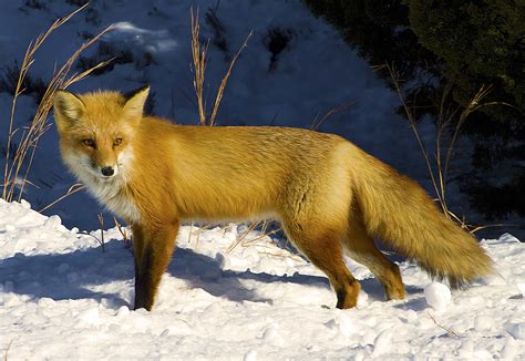 Unveiling the Enigmatic Nature of Foxes