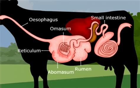 Unveiling the Esoteric Significance of Bovine Digestive Tracts in Ancient Beliefs