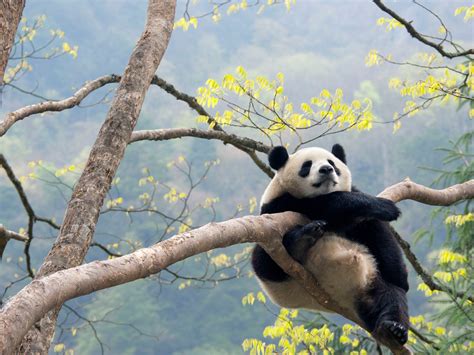 Unveiling the Hidden Lives of Infant Pandas in their Natural Habitat