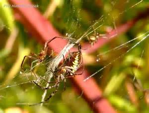 Unveiling the Hidden Lives of Majestic Orb Weavers: Hunting, Courting, and Survival