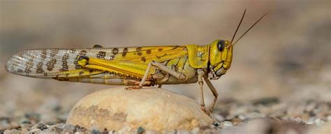 Unveiling the Hidden Meanings: What Do Locusts Represent in Dreams?