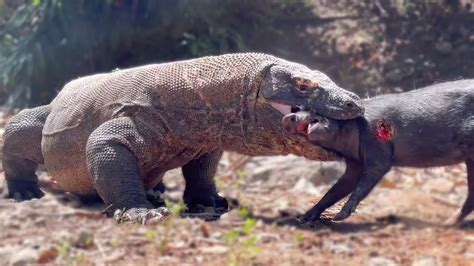 Unveiling the Hidden Messages Behind a Komodo Dragon Bite in Dream Deciphering