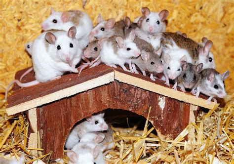 Unveiling the Hidden Significance of Dreaming about Petite Rodents