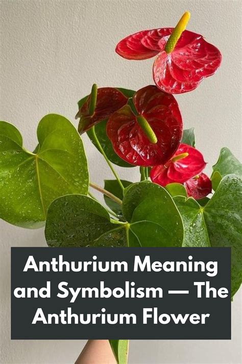 Unveiling the Hidden Symbolism and Emotional Significance