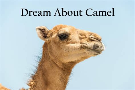 Unveiling the Importance of Camels in the Interpretation of Dreams